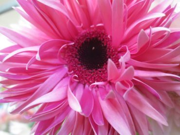 母の日|「花の店百花園」　（北海道函館市の花屋）のブログ